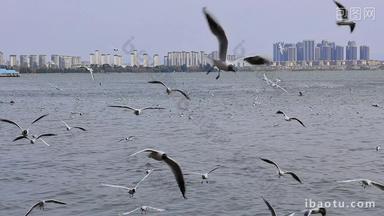 滇池飞翔的海鸥